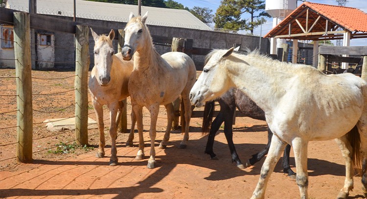 Ação do Canil Municipal recolhe 4 animais de grande porte no Jardim Paineiras