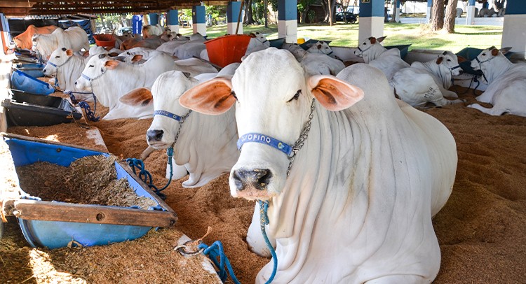 Exposições de Nelore e Mangalarga abrem a Expoagro 2026