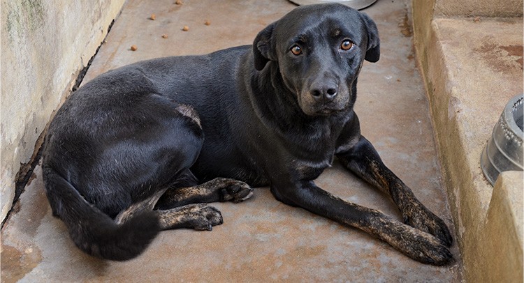 Canil Municipal tem 17 animais disponíveis para adoção