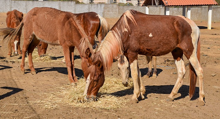 Prefeitura realiza leilão de 13 animais de grande porte