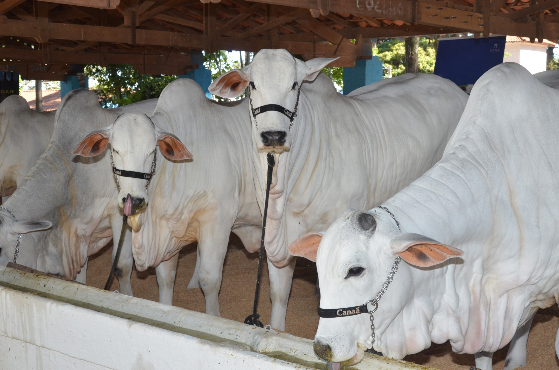 Expoagro recebe exposições de bovinos e muares nesta semana