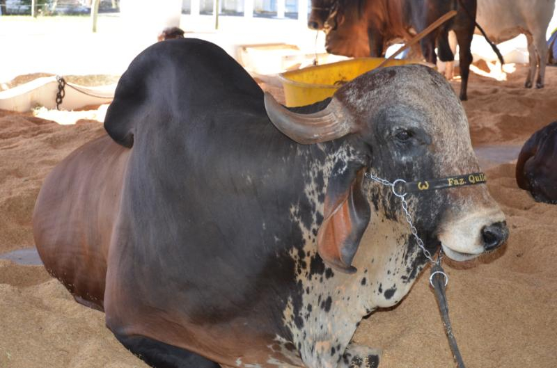 Expoagro tem animais, shows e alteração no trânsito
