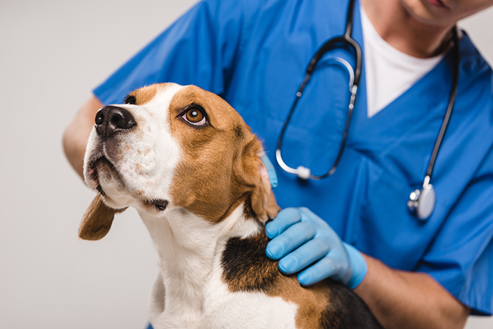 Prefeitura renova convênio veterinário para atendimento de cães e gatos