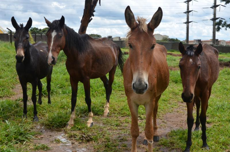 Canil Municipal realiza 1º leilão de animais de grande porte do ano
