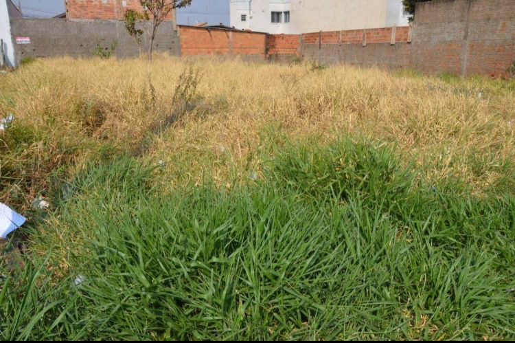 Vigilância notifica mais de 500 proprietários para limpeza de terrenos