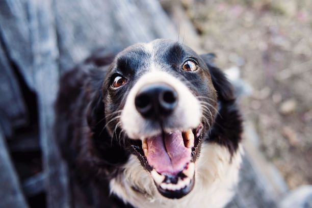 Prefeitura abre licitações para captura e castração de animais