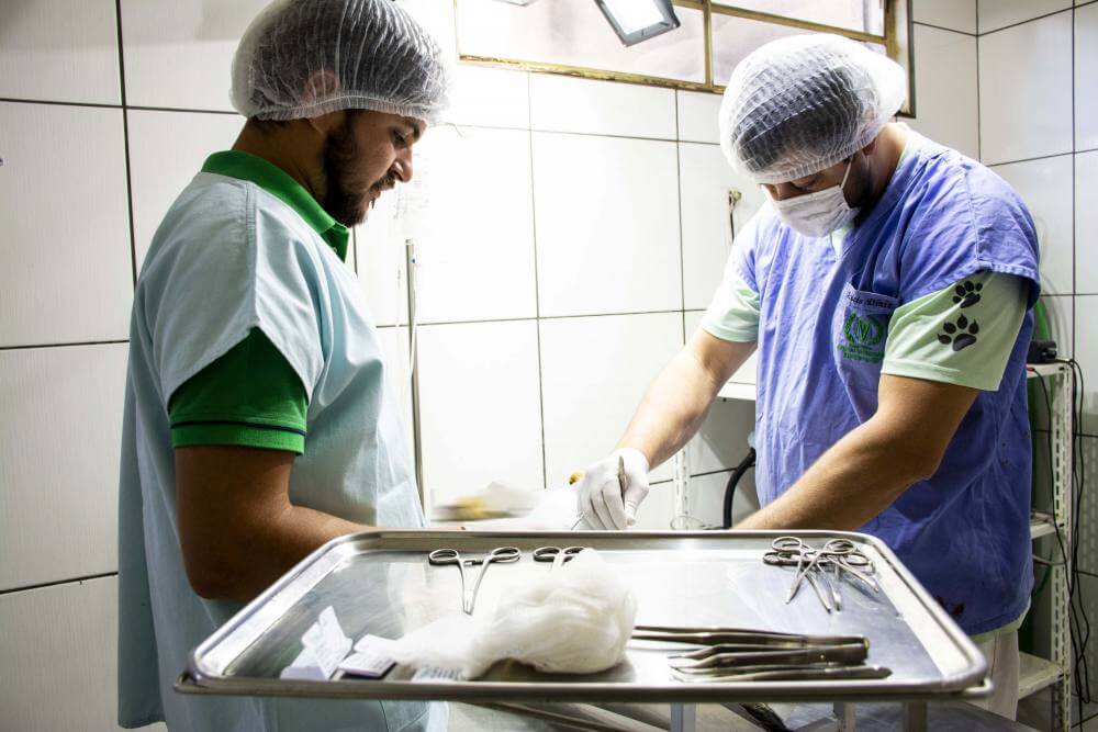 Prefeitura investe R$ 260 mil em castrações de animais