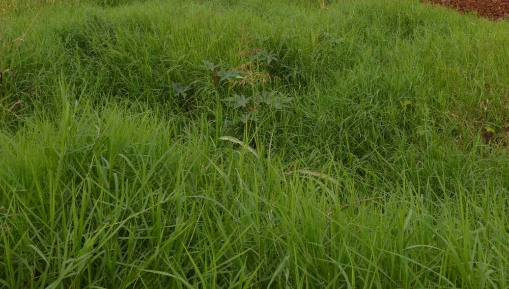 Saúde notifica cerca de 530 donos de terrenos para limpeza em 2021