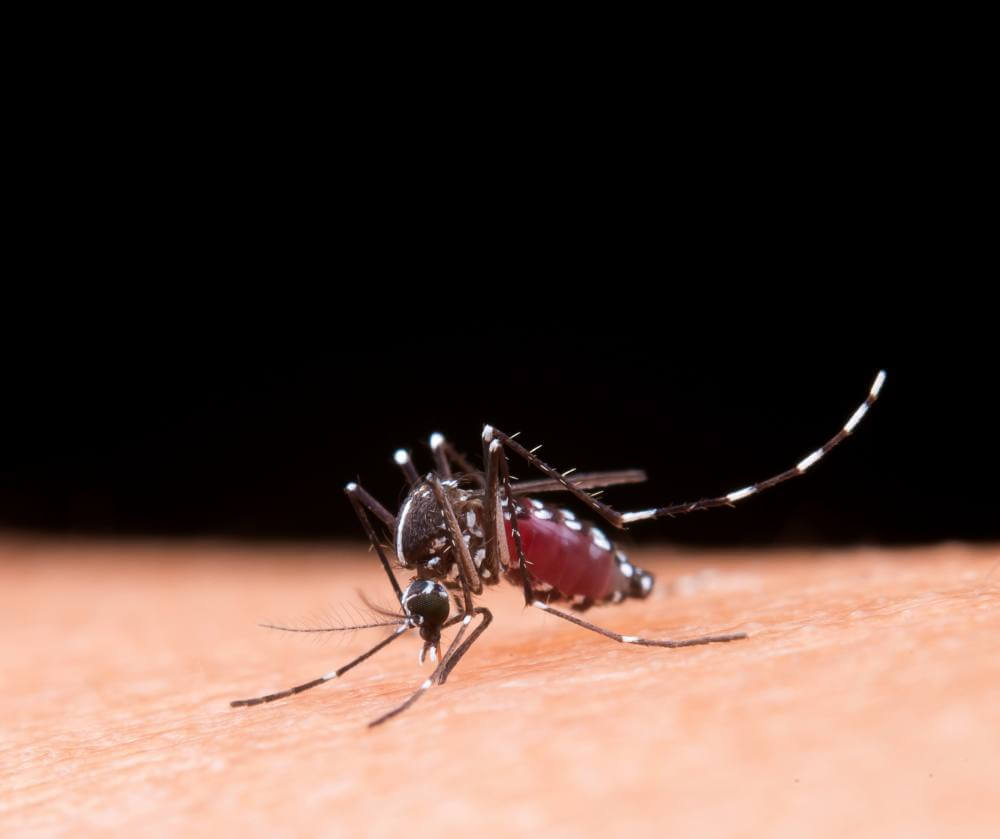 Vigilância Ambiental realiza controle de criadouros do mosquito da dengue