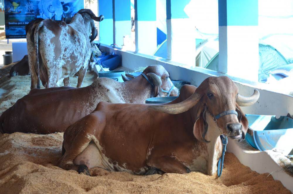 51ª Expoagro: Exposição de Animais começa nesta quinta-feira