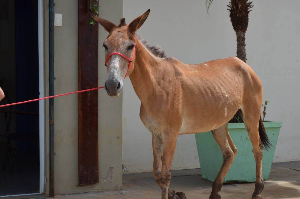 Meio Ambiente realiza 1º Leilão de Animais do ano