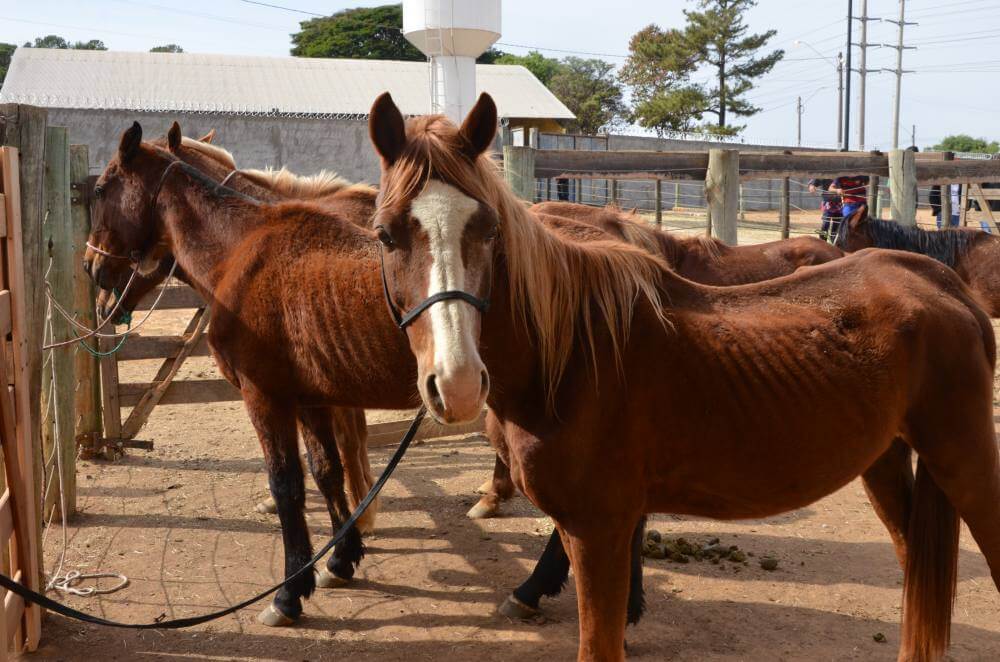 Leilão de animais tem 12 lotes arrematados