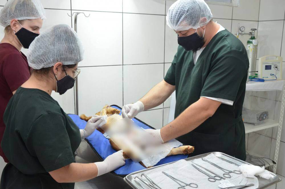 Prefeitura já castrou mais de 3,6 mil animais