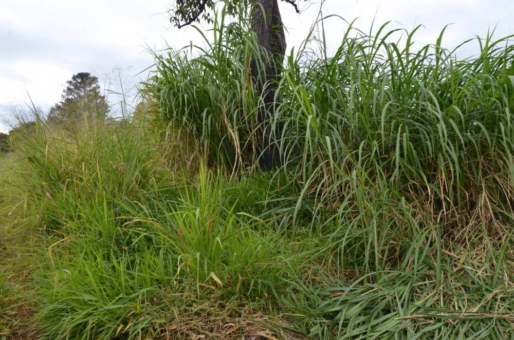 Saúde emite 258 notificações para limpeza de terrenos