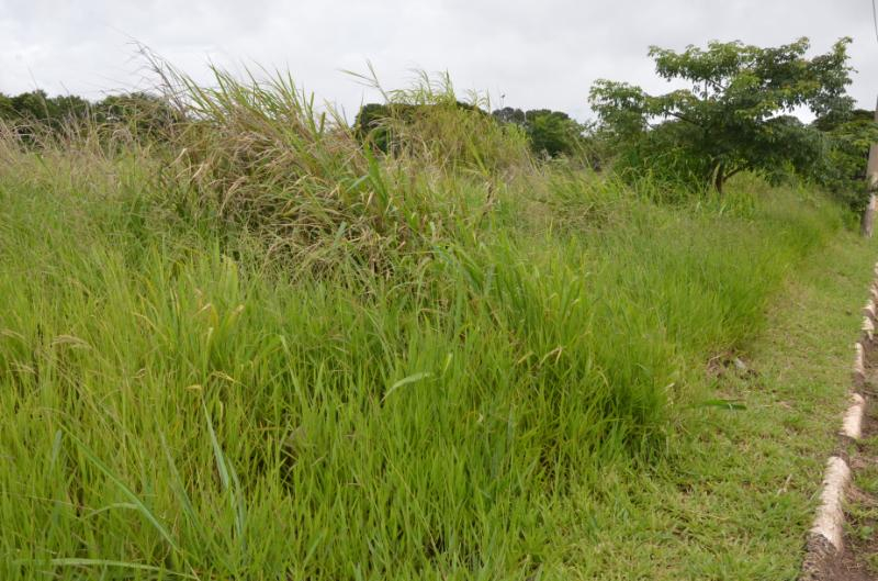 Vigilância faz nova notificação para limpeza de terrenos