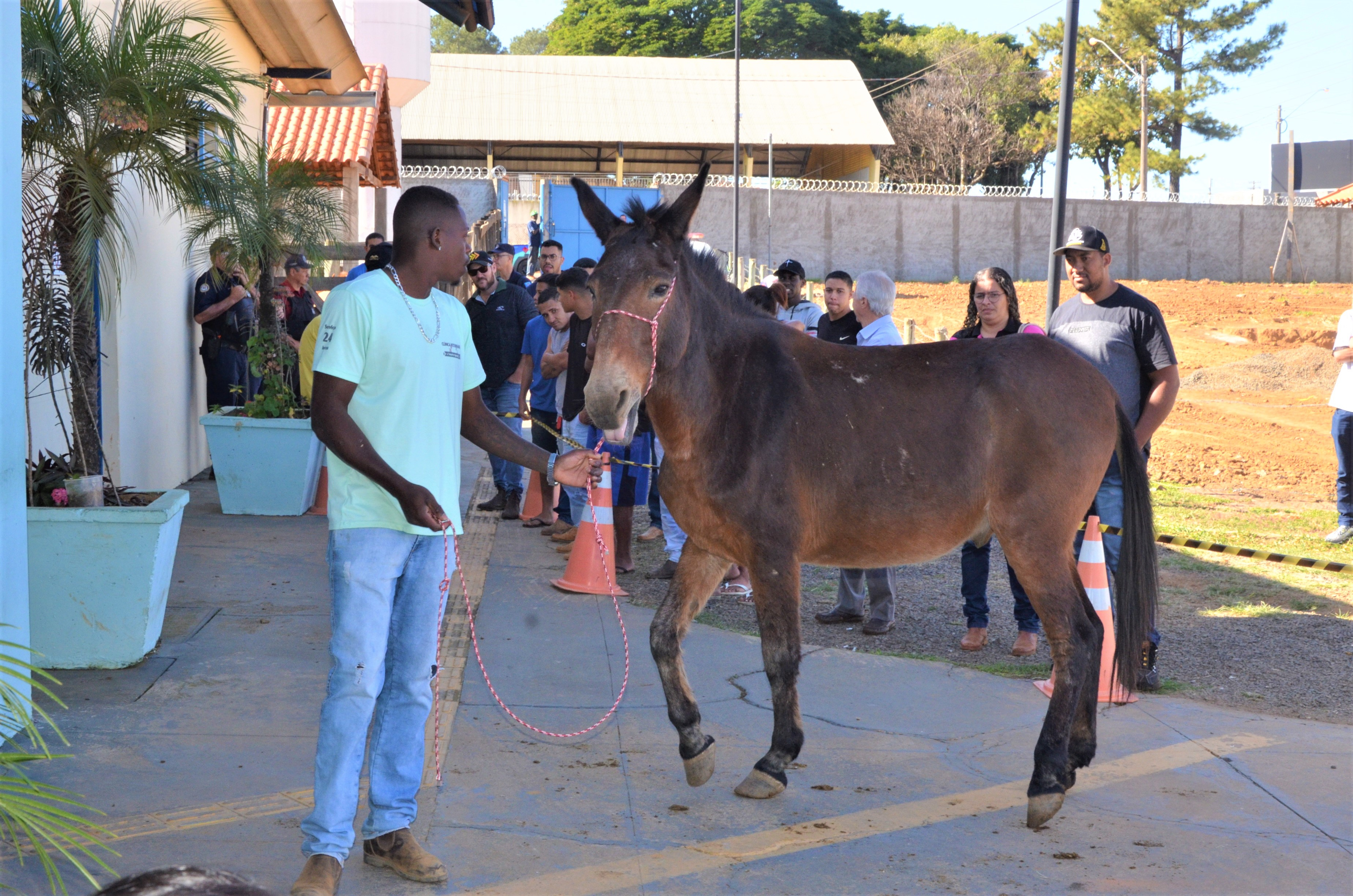 Canil realiza mais um Leilão de Animais