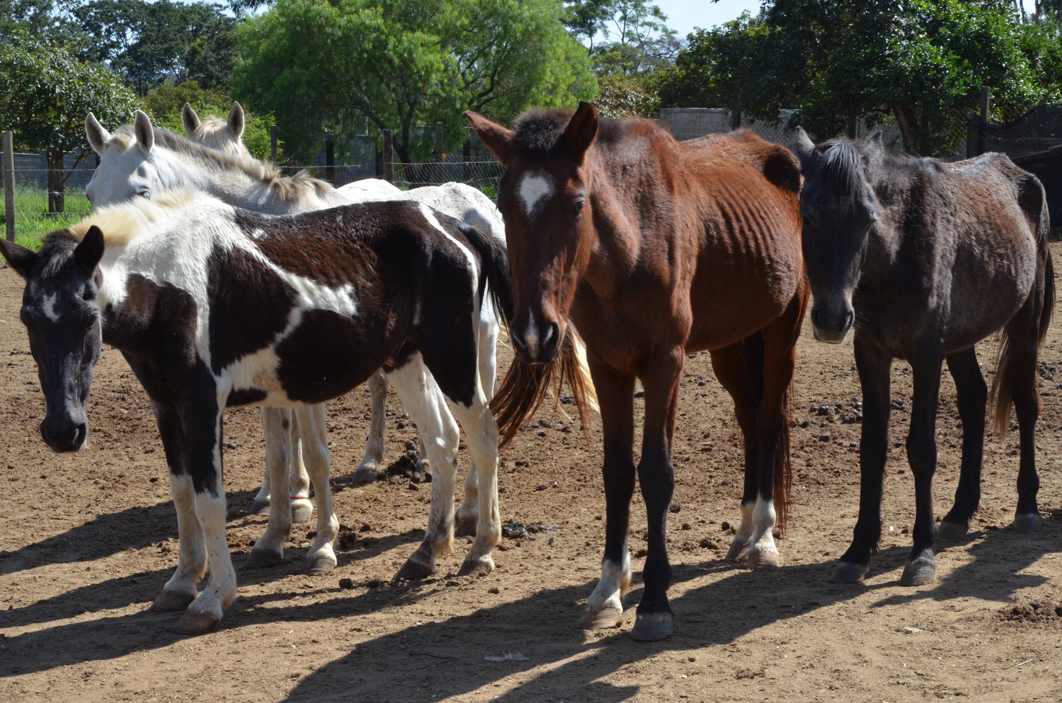 Último leilão de animais de grande porte acontece nesta quarta-feira