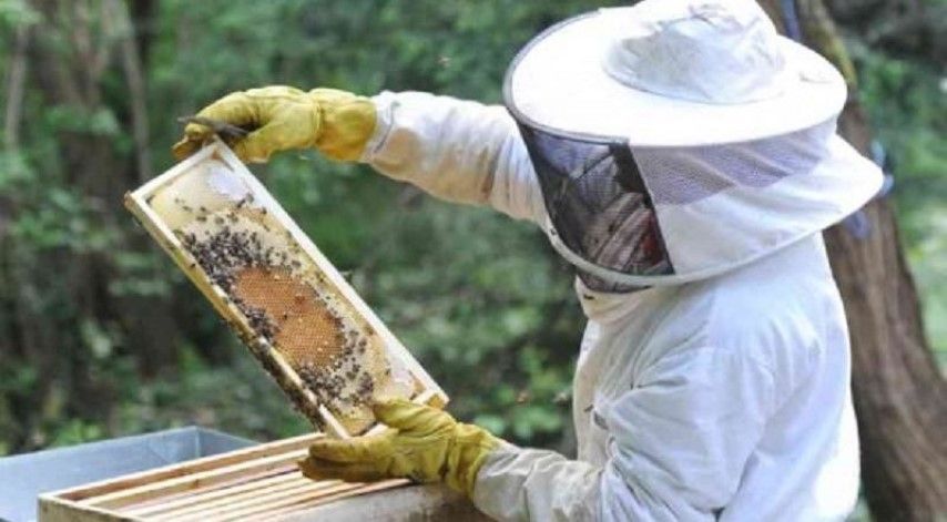 Franca com tudo pronto para Seminário de Meliponicultura