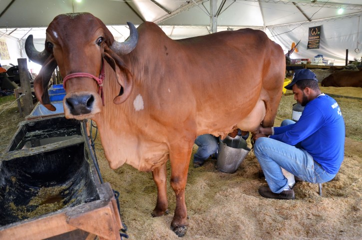 Torneio Leiteiro abre a programação técnica da 49 ªExpoagro