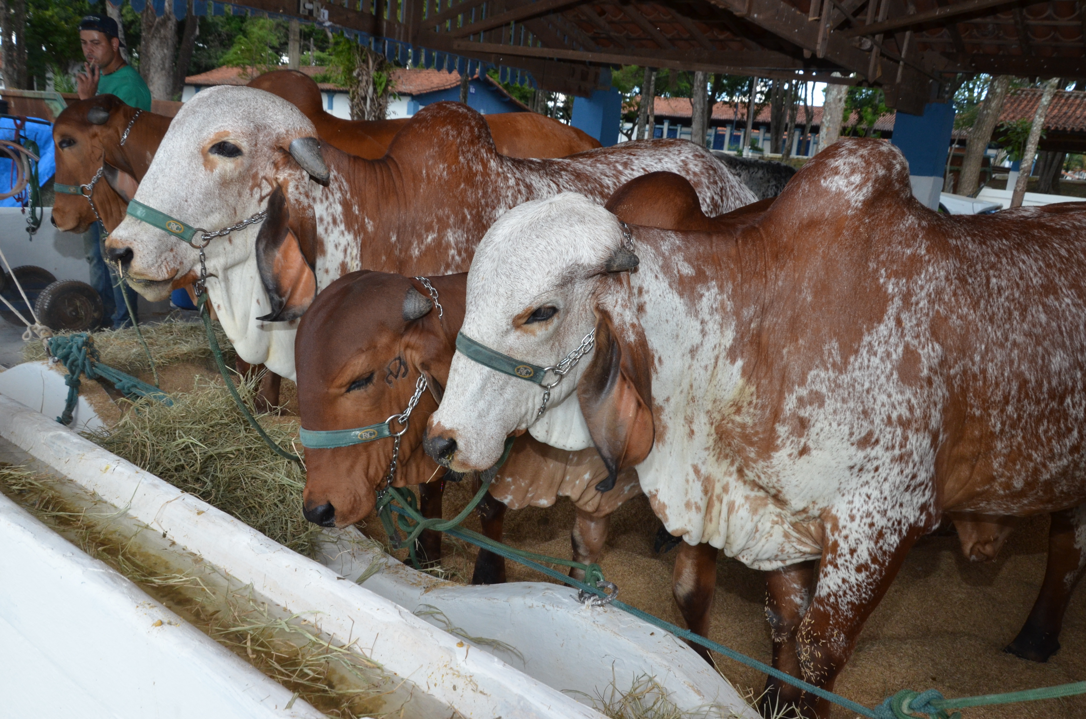 Primeiros animais chegam para a Expoagro