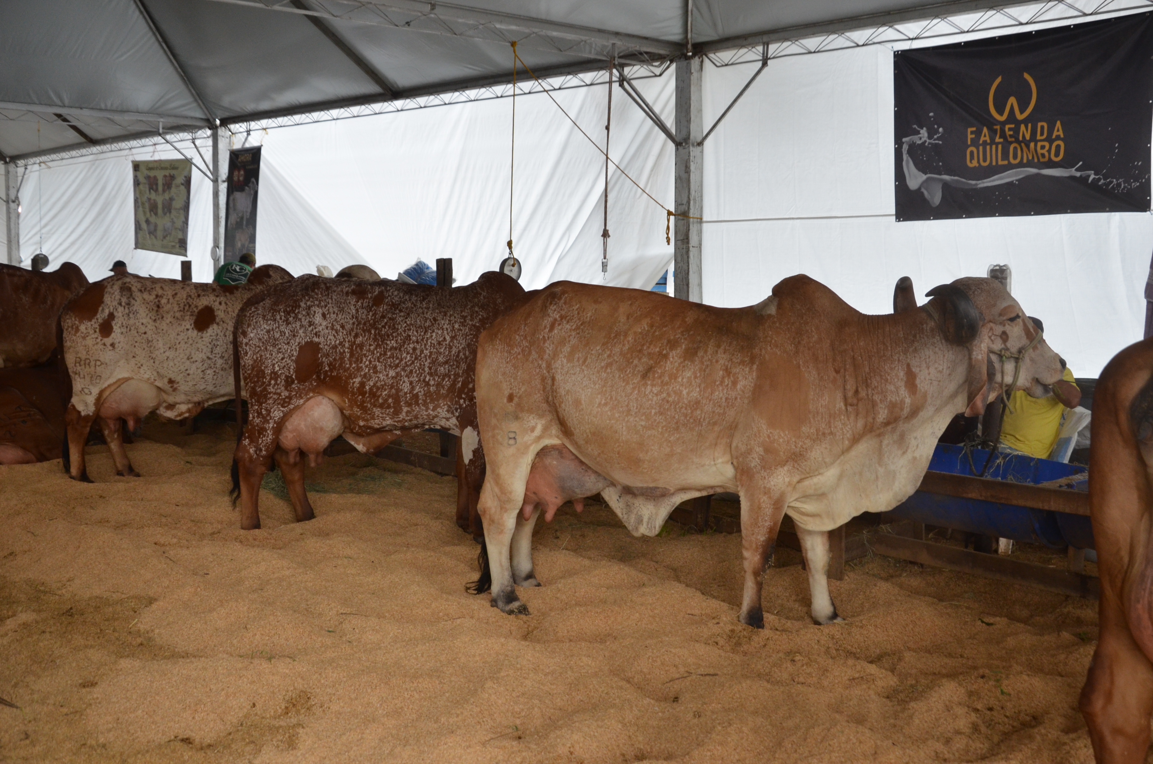 Torneio Leiteiro Gir abre atividades da Expoagro-2019