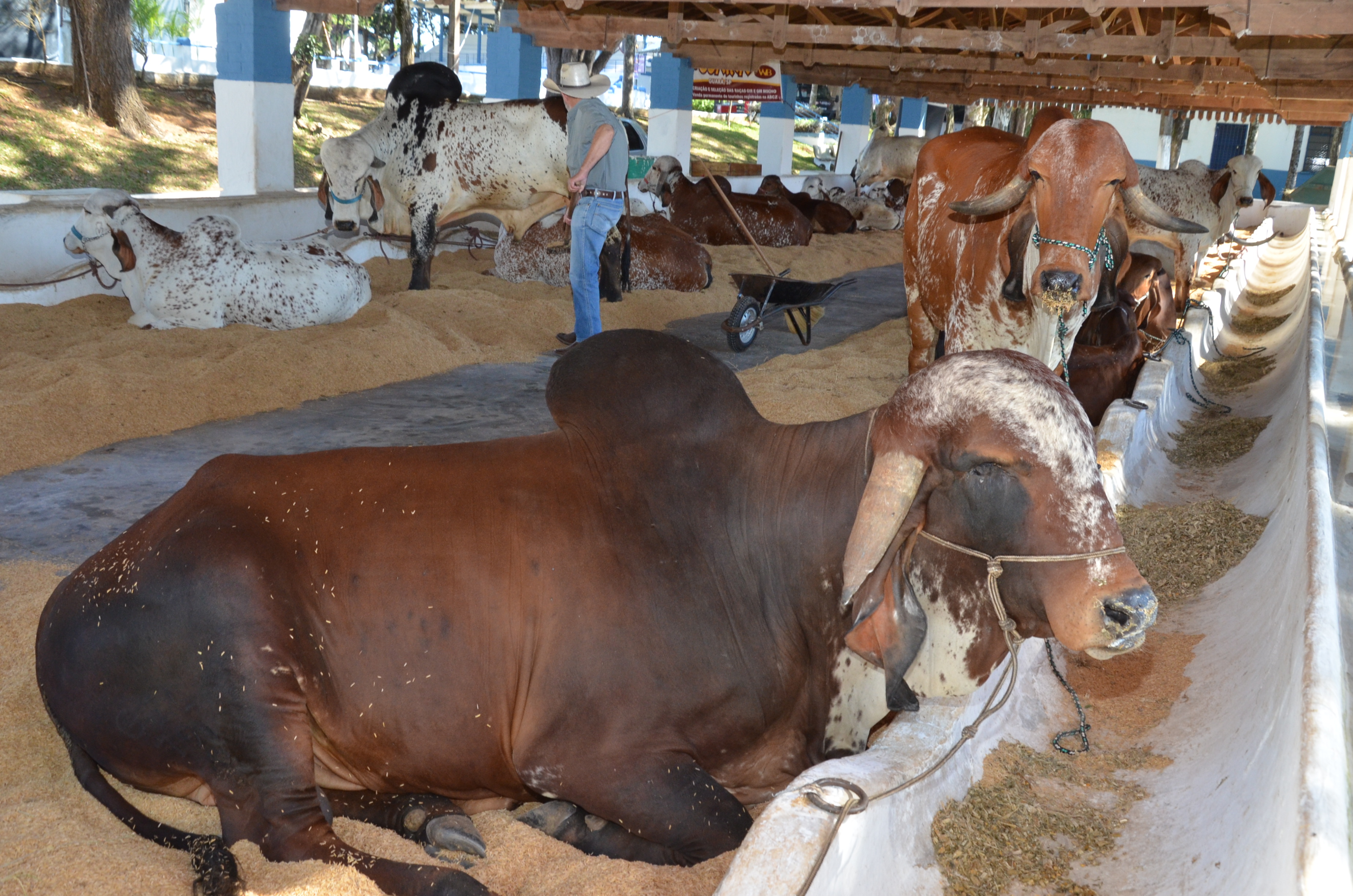 Quinta-feira será de palestras e julgamento de animais na Expoagro