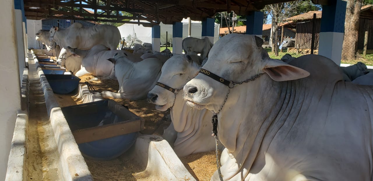 Julgamento de Nelore e Três Tambores marcam a última semana da Expoagro