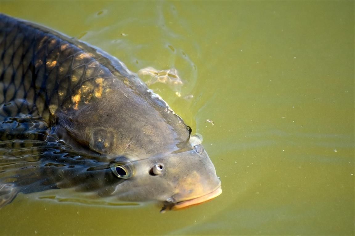 Prefeitura, Senar e Sindicato Rural oferecem curso gratuito para criação de peixes