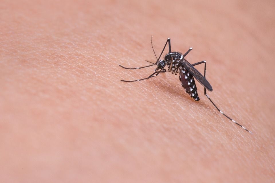 Alerta da Saúde sobre proliferação do Mosquito da Dengue