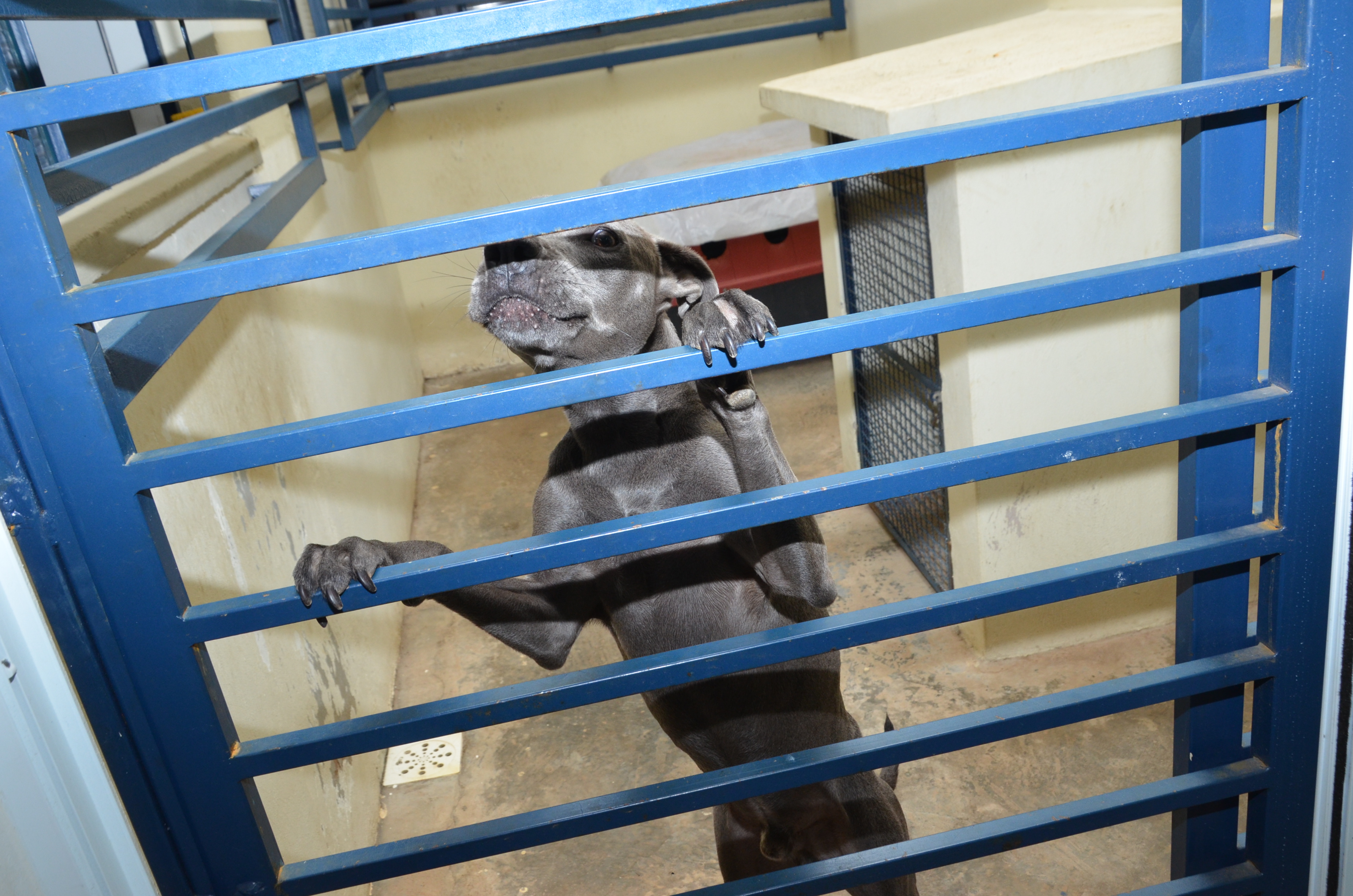 Prefeitura prepara S.O.S. Animais, canal de orientações