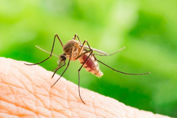 Campanha O Mosquito não tira férias está com inscrições abertas