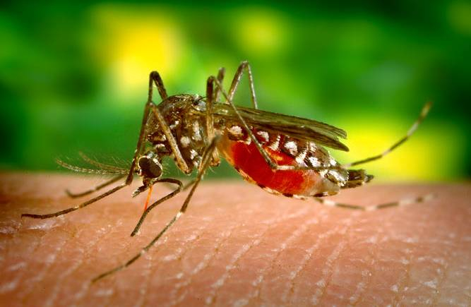 Vigilância fecha ano com mais de 10 mil casos de dengue