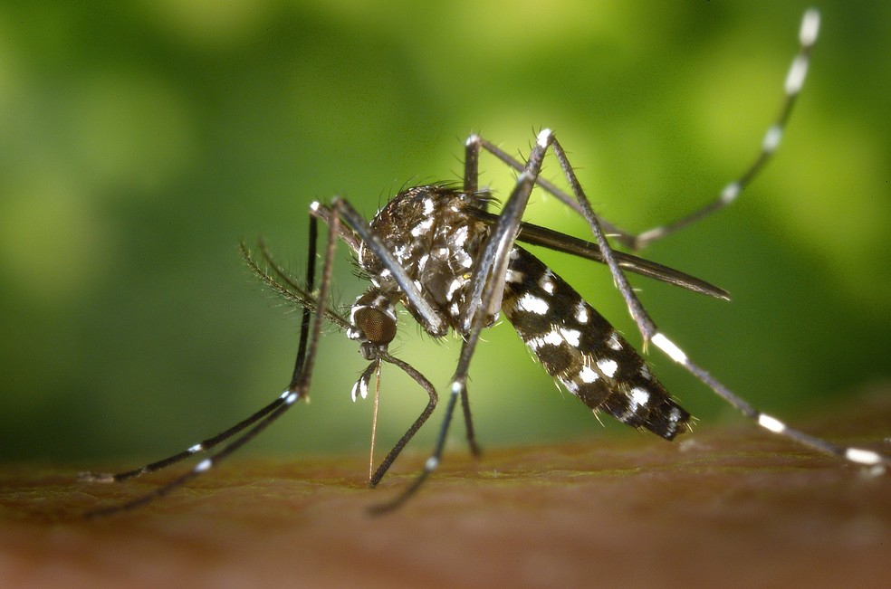 Campanha de combate à dengue continua em toda a cidade