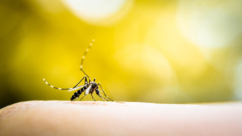 Vigilância contabiliza 88 notificações de dengue