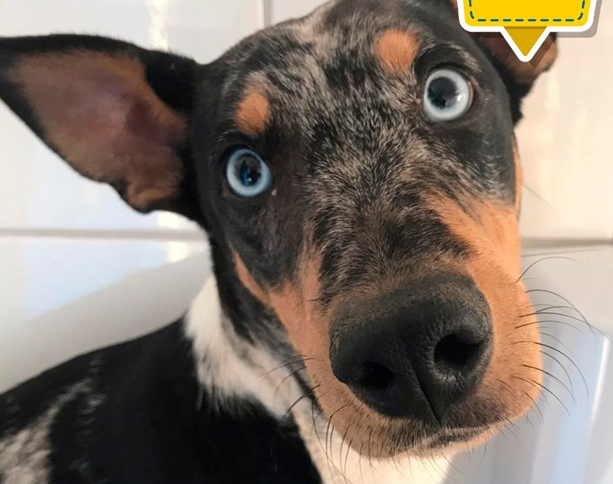 Canil está com dez cães para adoção