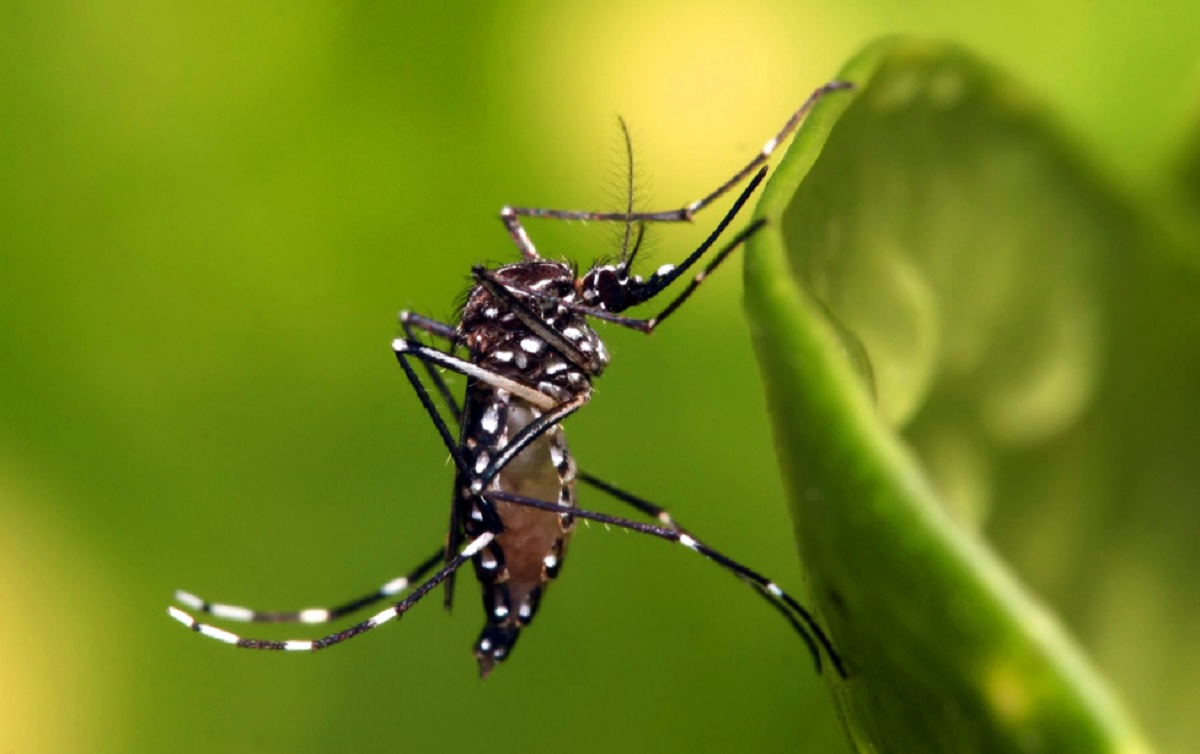 Prefeitura divulga números da dengue e pede atenção