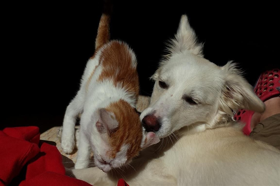 Vacinação canina atinge mais de 13 mil animais