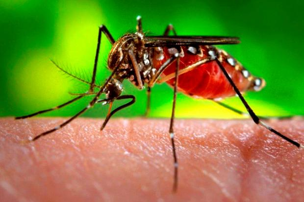 Arrastão da Limpeza e Mutirão contra a Dengue serão neste sábado